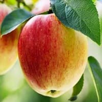 Rotten Fruit And Vegetable Classifier